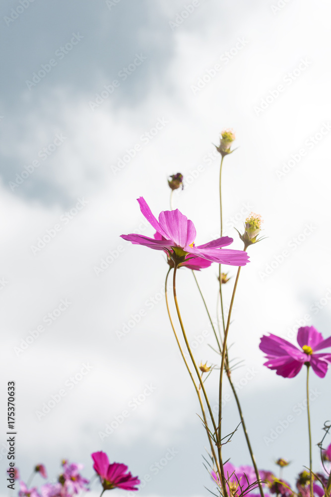 beautiful flower on sky dark background