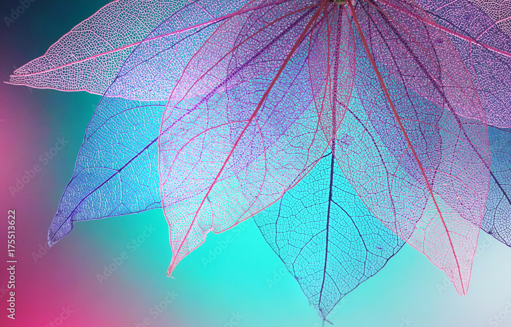 Macro leaves background texture blue, turquoise, pink color. Transparent skeleton leaves. Bright exp