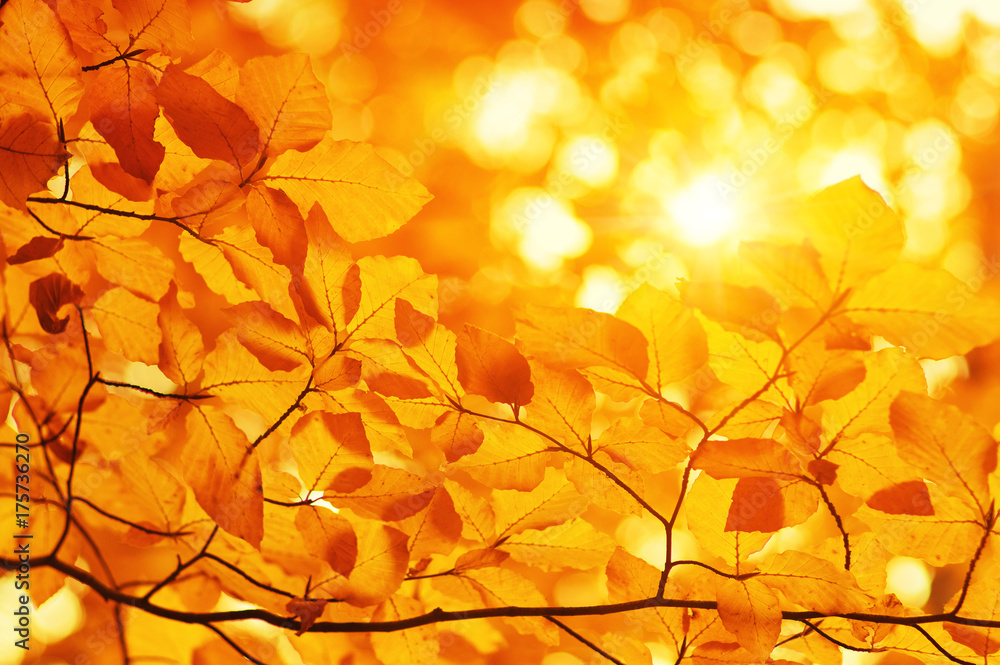 Autumn leaves on sun