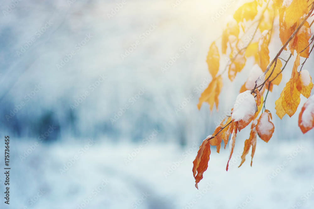 阳光下雪地里的黄叶