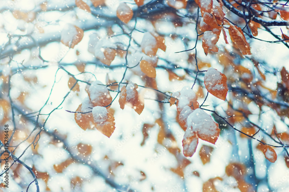 阳光下雪地里的黄叶