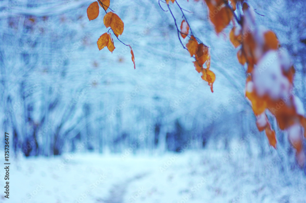 yellow autumn leaves