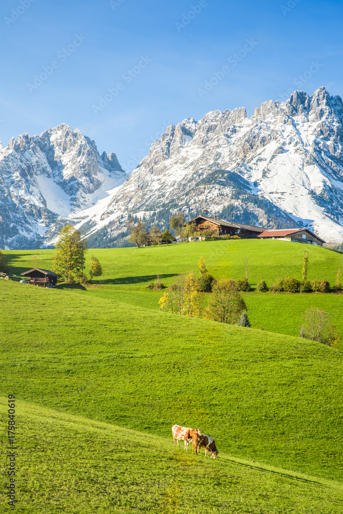 Traditional austrian alpine farm with cows on meadow in front of Wilder Kaiser, Kitzbühel, Tyrol, Au