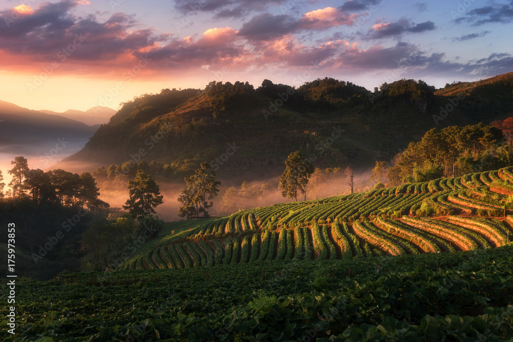 泰国清迈Doi Ang Khang清晨的梯田草莓园景观