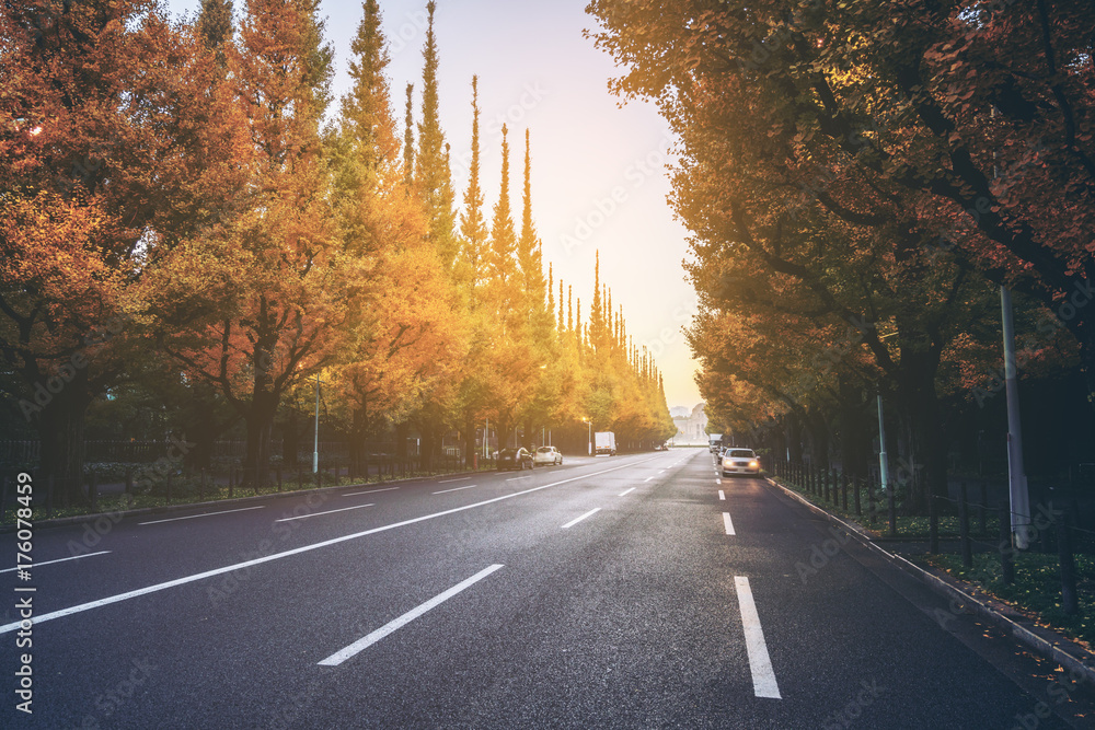 路边绿树成荫的美丽道路