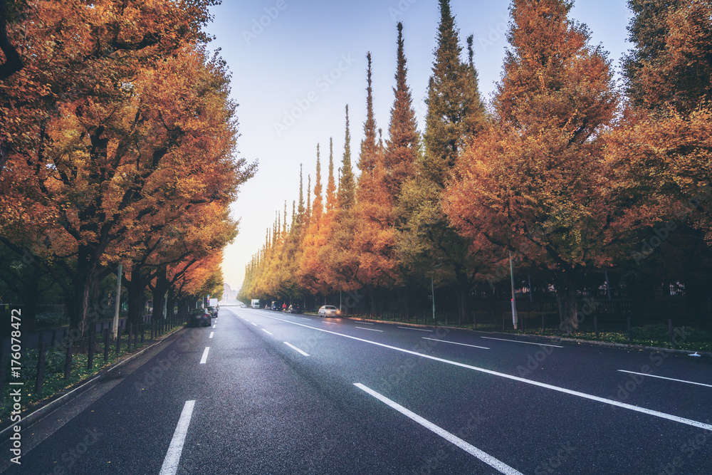 路边绿树成荫的美丽道路