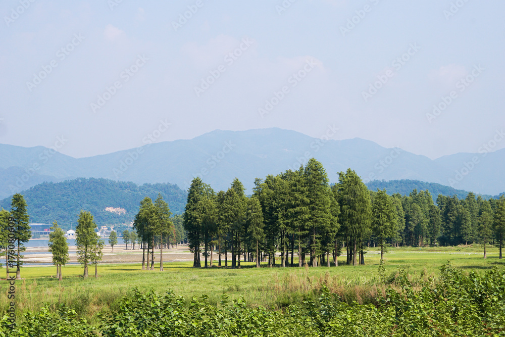 美丽的绿植和高山