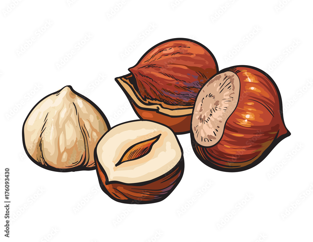 Whole and peeled hazelnuts, vector illustration isolated on white background. Drawing of hazel nuts 