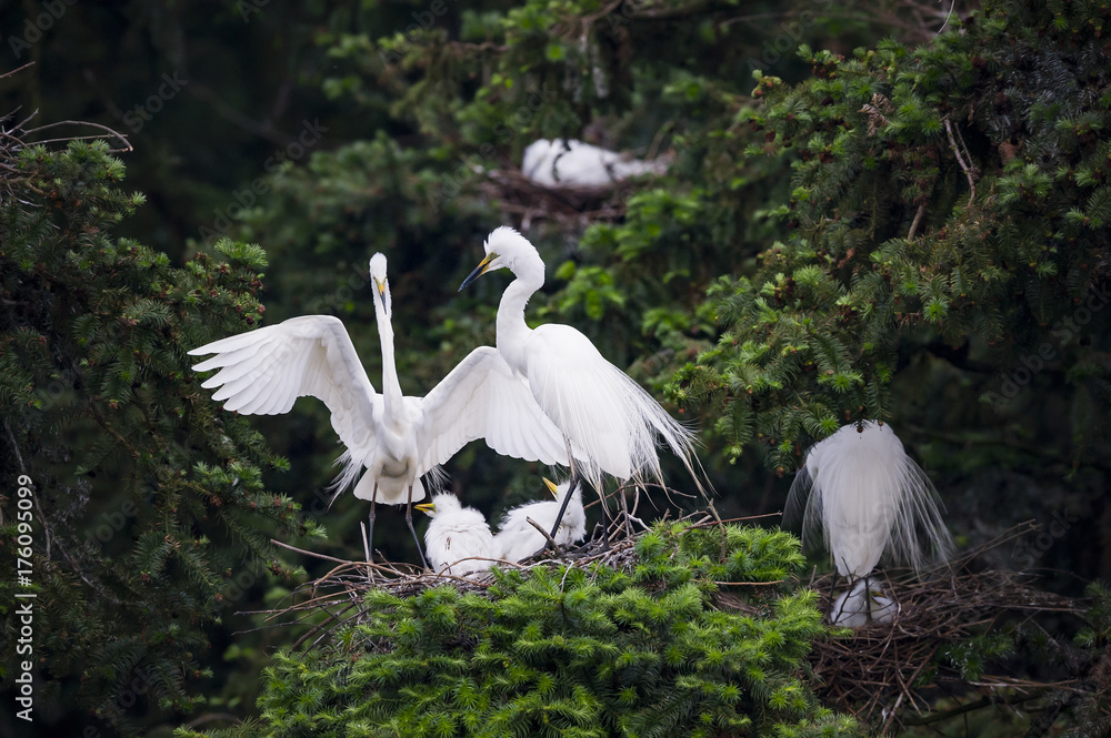 Great Egret