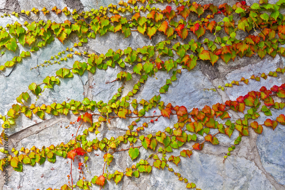 Planta trepadora o enredadera和muro de piedra。植物和蔬菜基金
1950383261,木质纹理非常古老的橡木，粗糙的木材不均匀