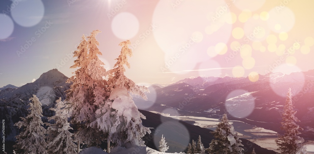 松树在冬天被雪覆盖