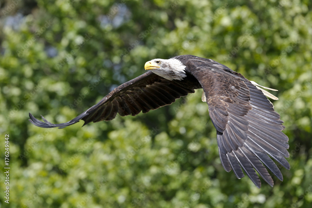 Weißkopfseeadler