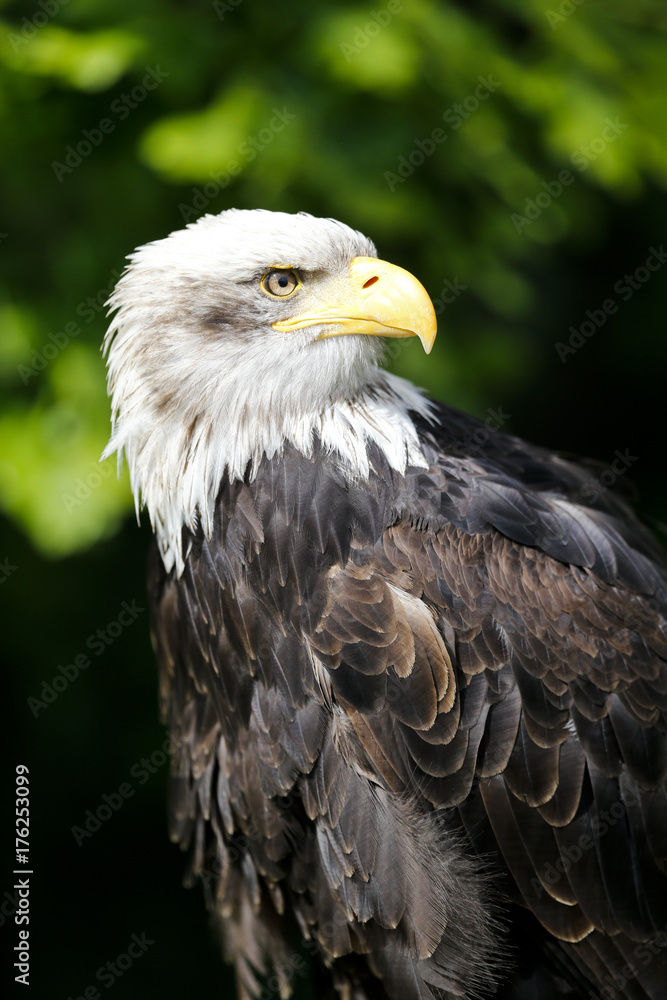 Weißkopfseeadler