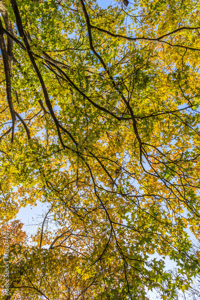 Ginkgo leaves