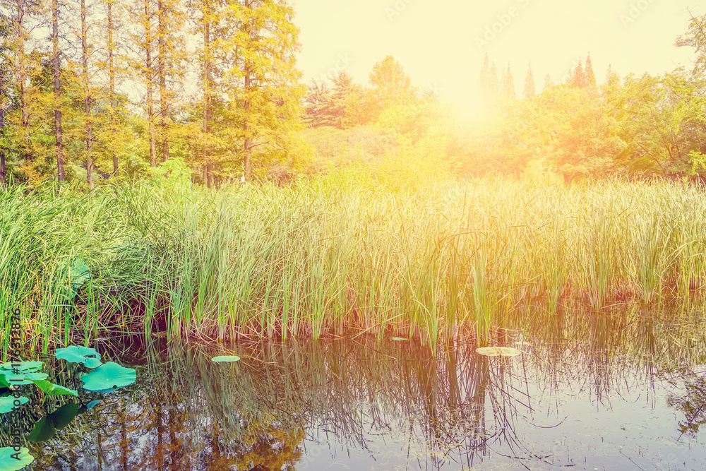 The park is green, woods, and grass