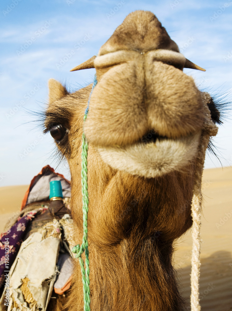 Happy camel smiling in the desert.