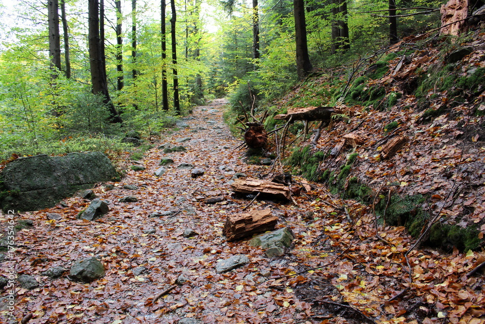 Colorful trees during season change into the fall, soft focus.