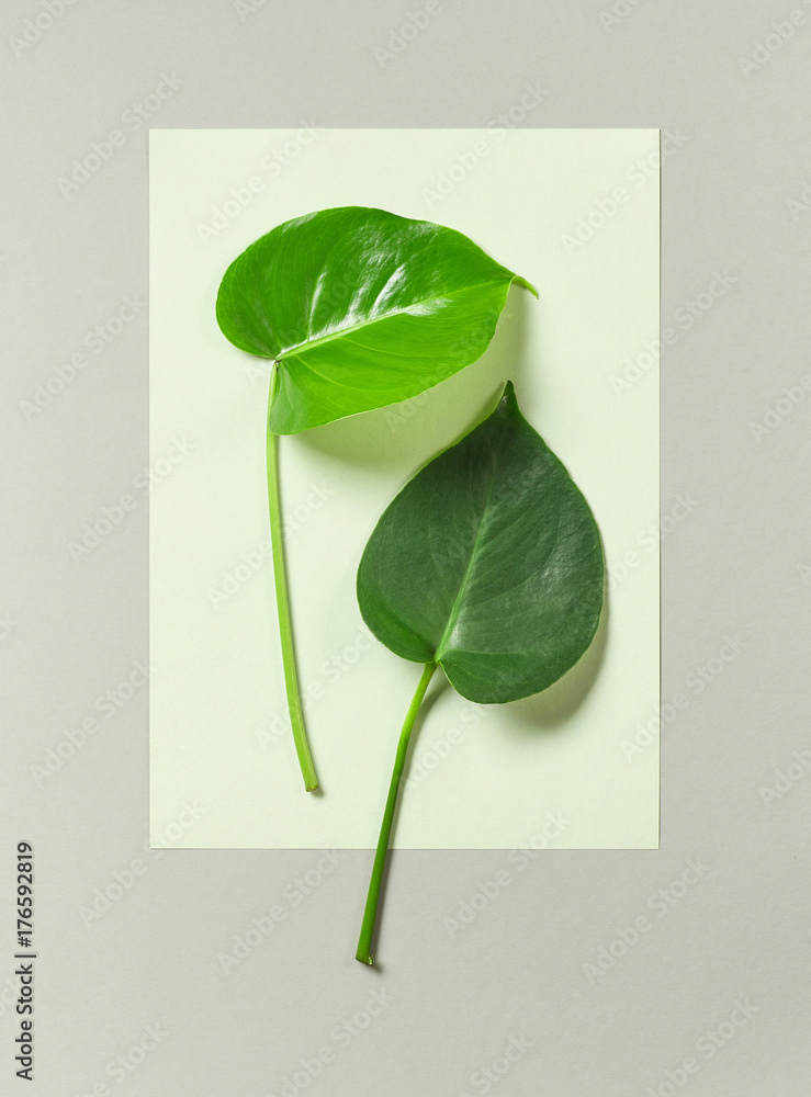 tropical leaves on grey background