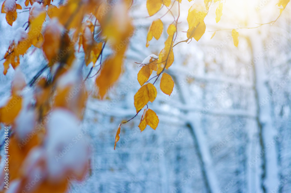 阳光下雪地里的黄叶