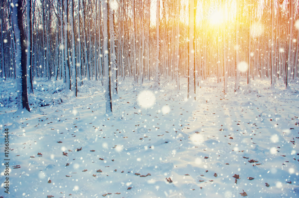 雪地里的冬季森林