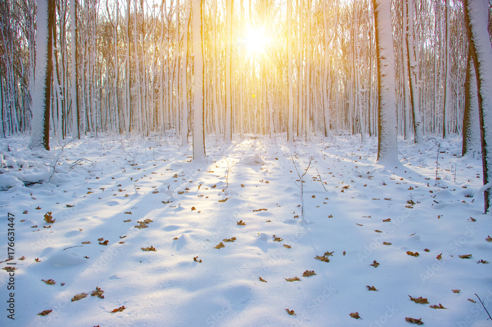 雪地里的冬季森林