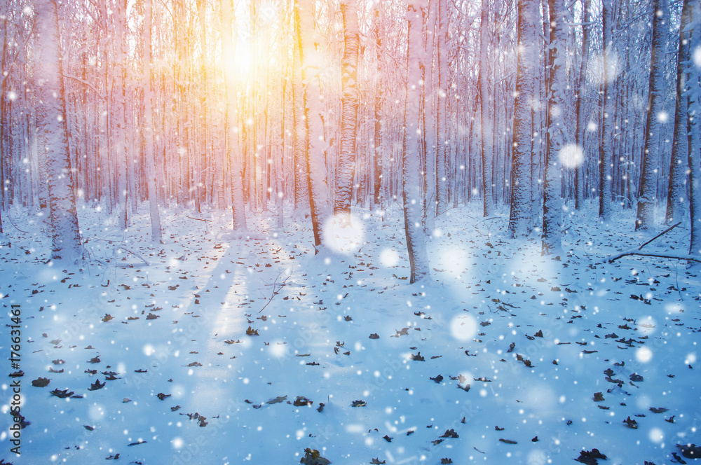 雪地里的冬季森林