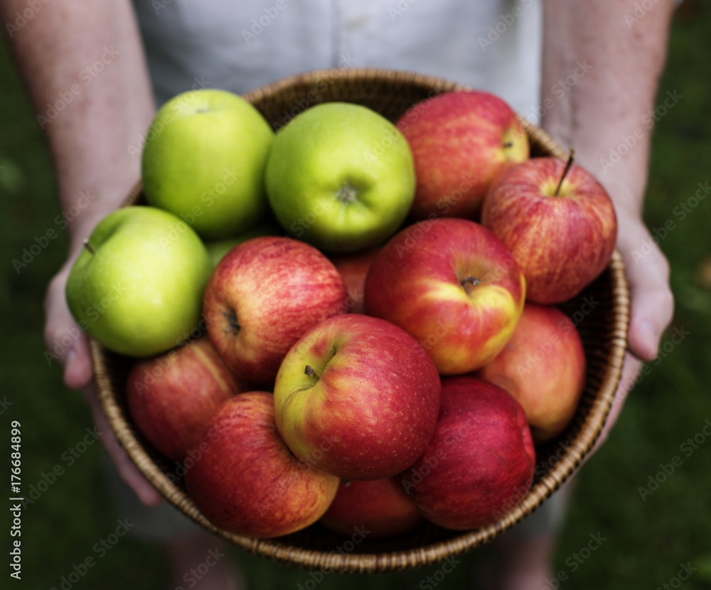 Hands holding apples organic produce from farm