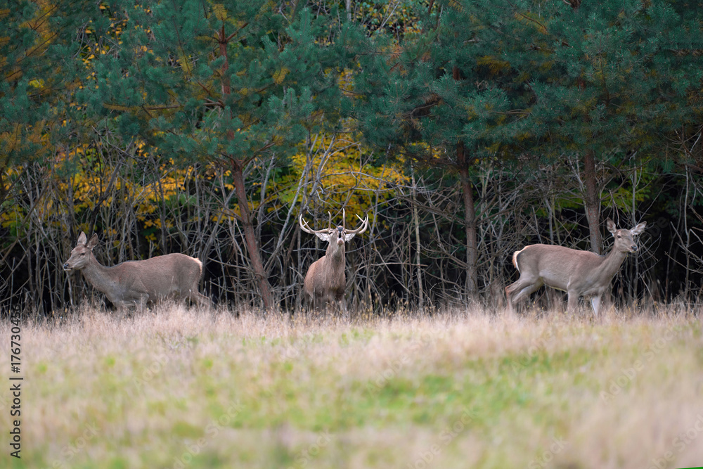 Red deer in mating season