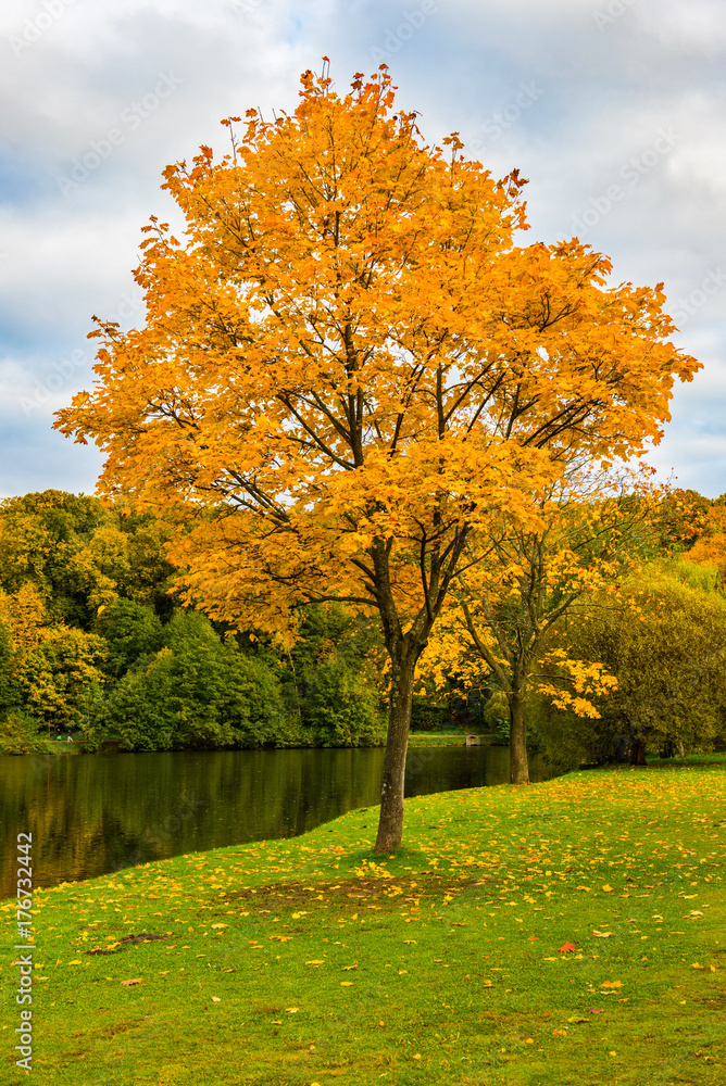 Autumn tree in autumn park, beautiful autumn landscape.