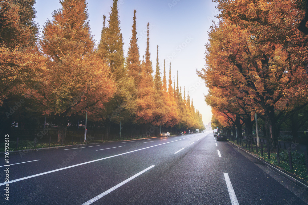 路边绿树成荫的美丽道路