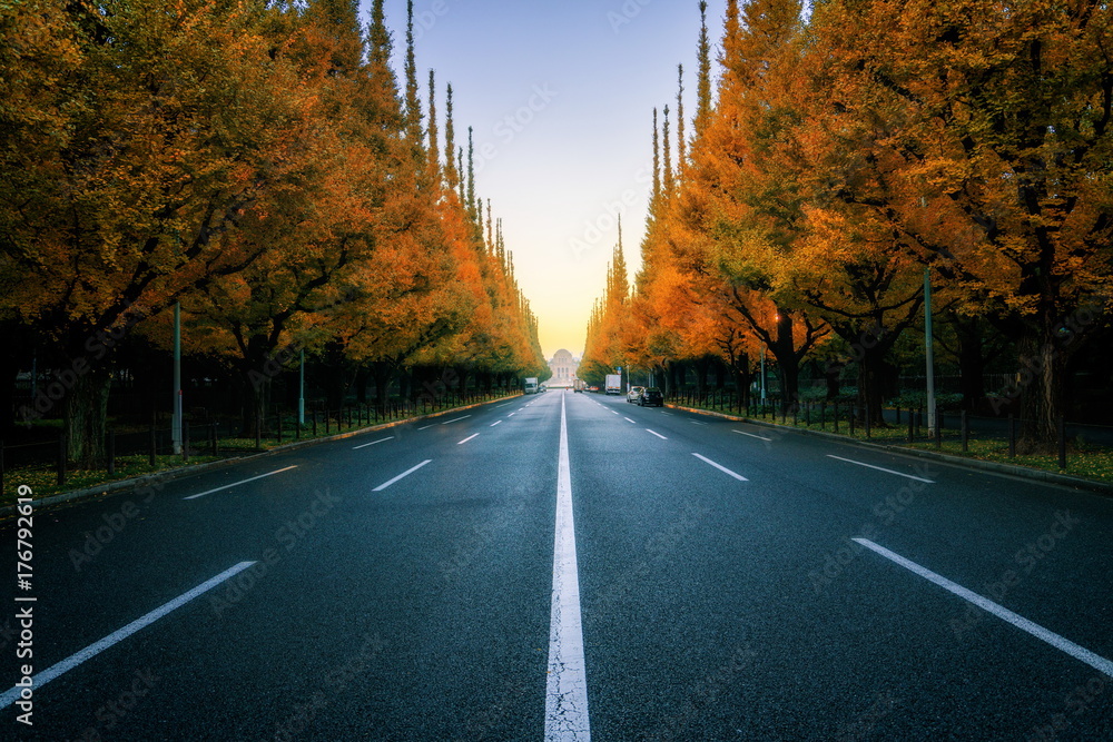 路边绿树成荫的美丽道路