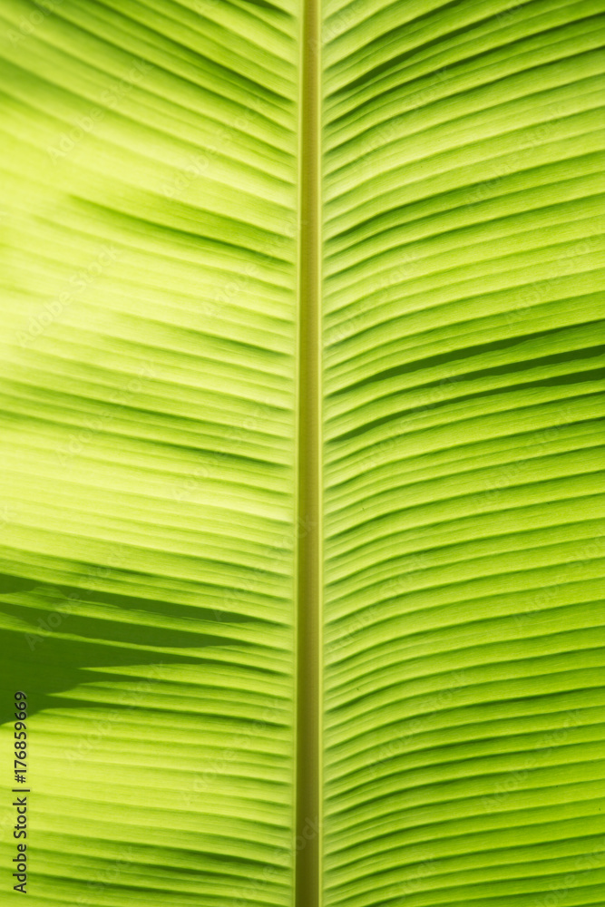 特写绿色香蕉叶纹理背景