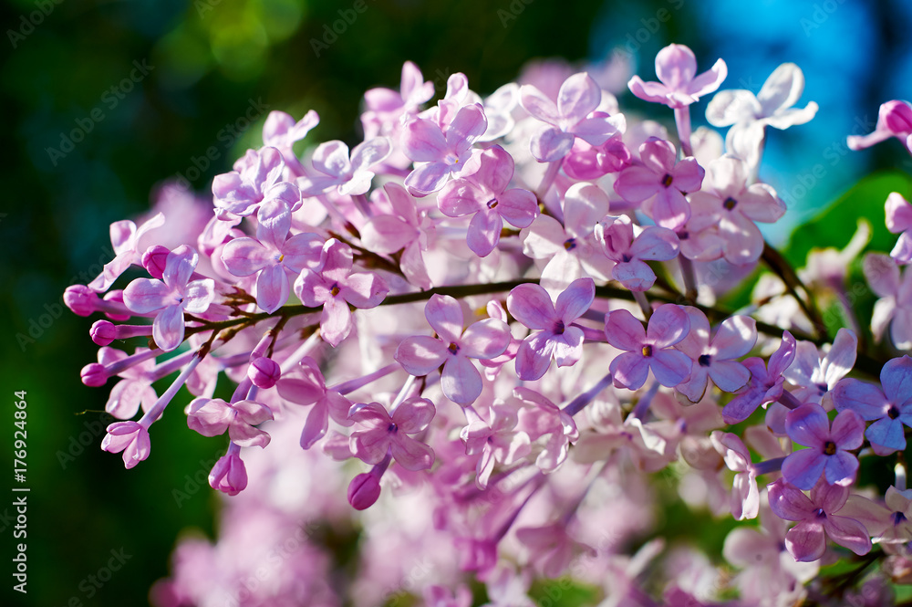 The blooming lilacs