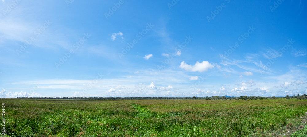 清新的乡村风光，田野自然，天空晴朗，夏日风景如画