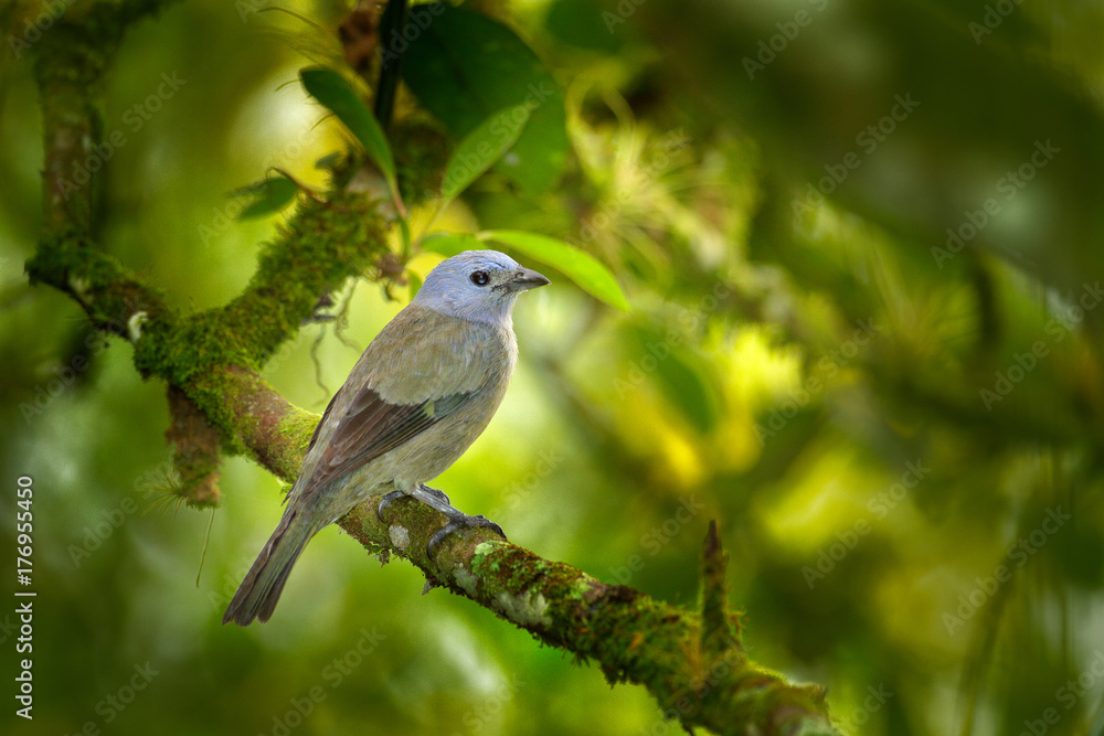 棕榈Tanager，Thraupis palmarum，哥斯达黎加绿色森林栖息地的鸟类。深绿色森林智慧