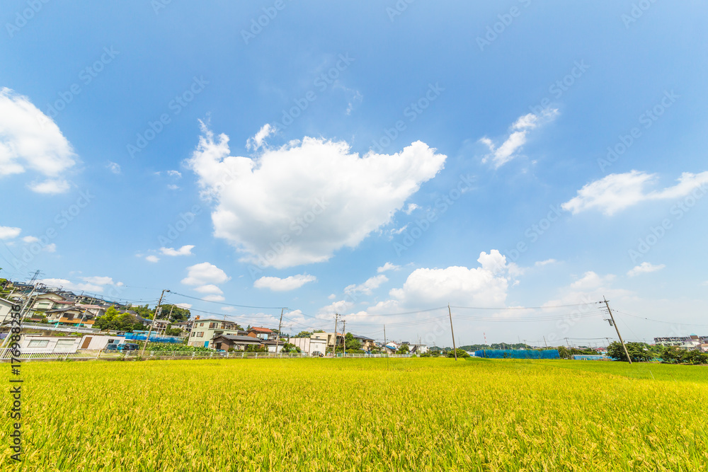 住宅街の水田