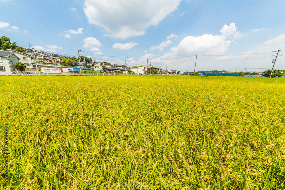 住宅街の水田