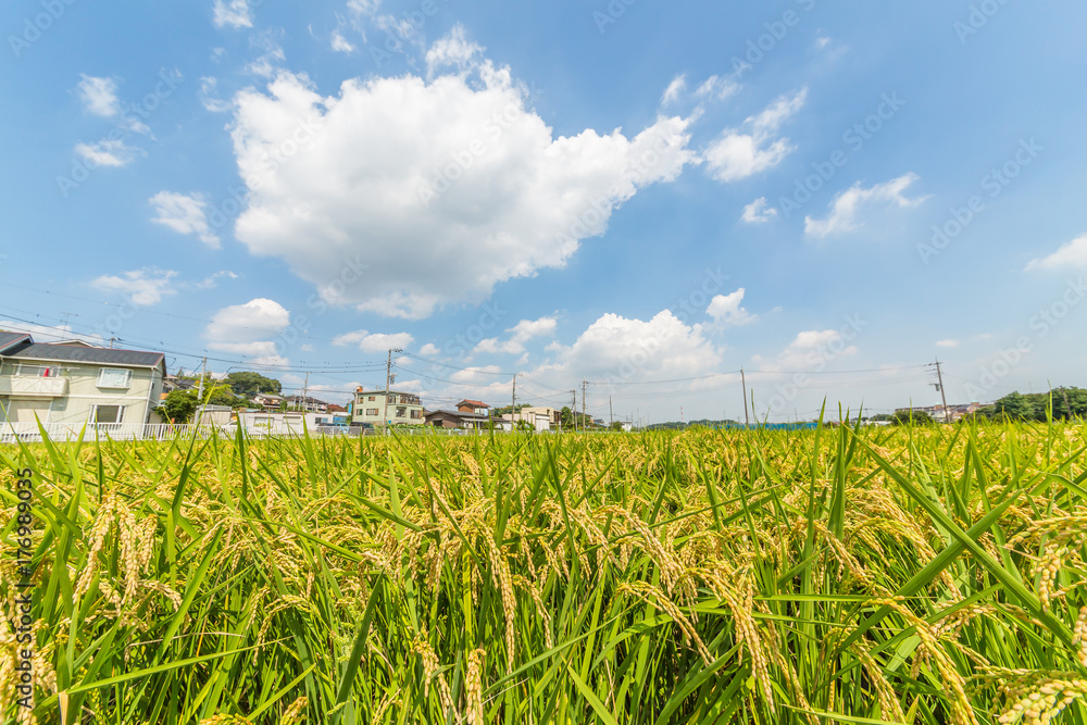 住宅街の水田