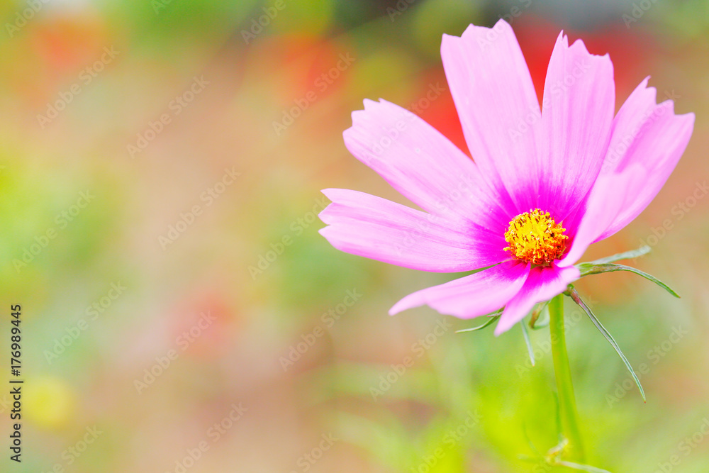 コスモスの花