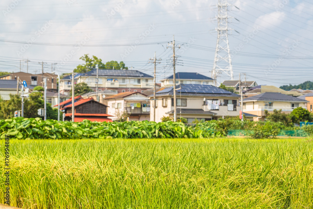 住宅街の水田