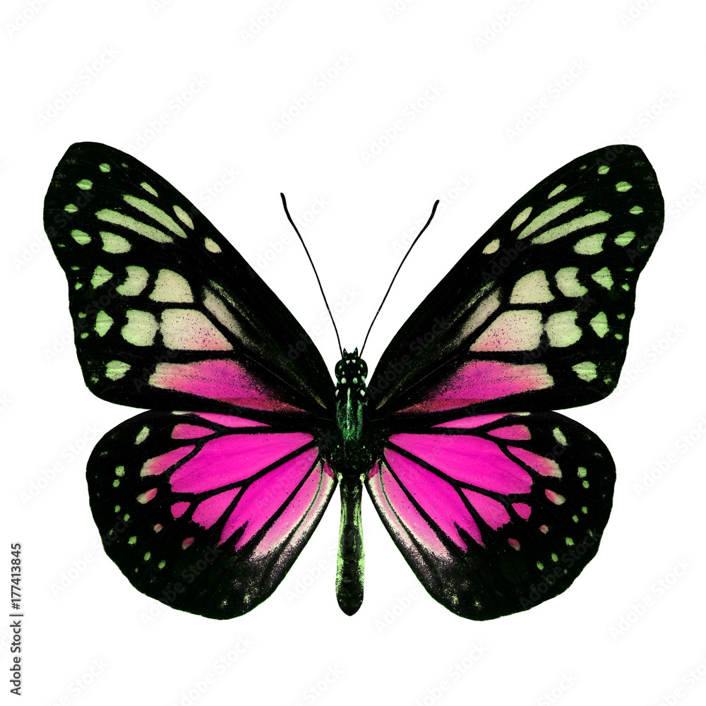 Fascinated Pink butterfly, the Yellow Glassy Tiger upper wing part in fancy color profile isolated o