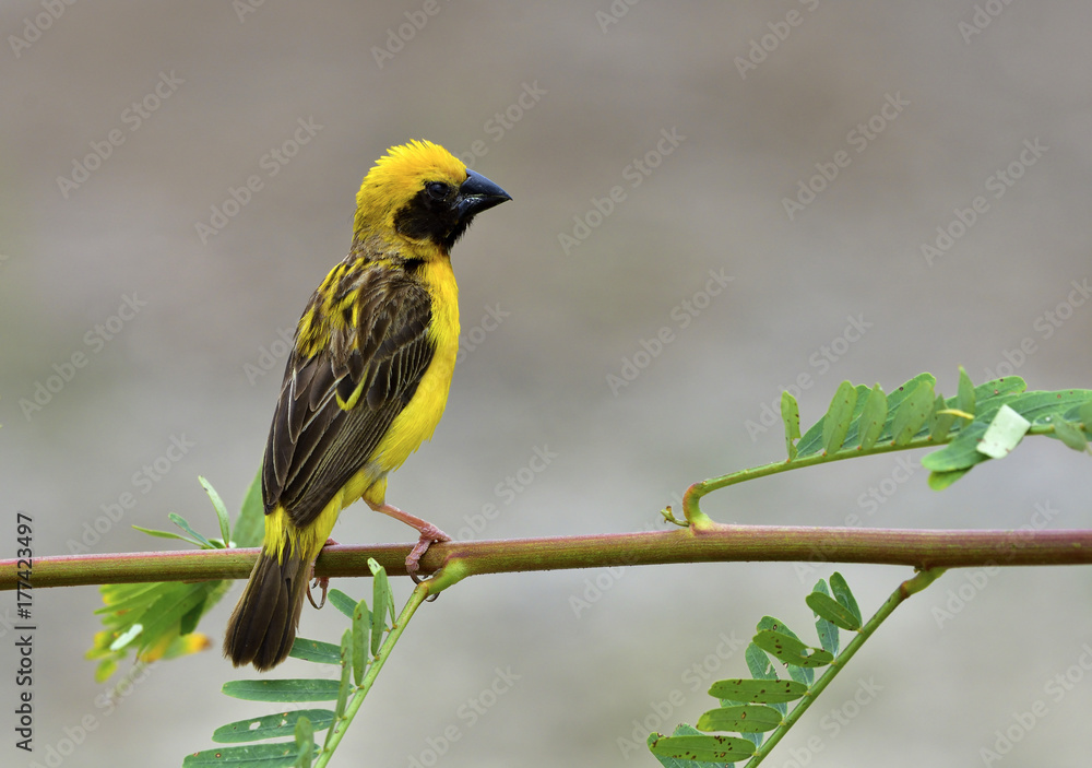 Asian Golden Weaver, beautiful yellow bird perching on fresh leafs branch over grey background, exot