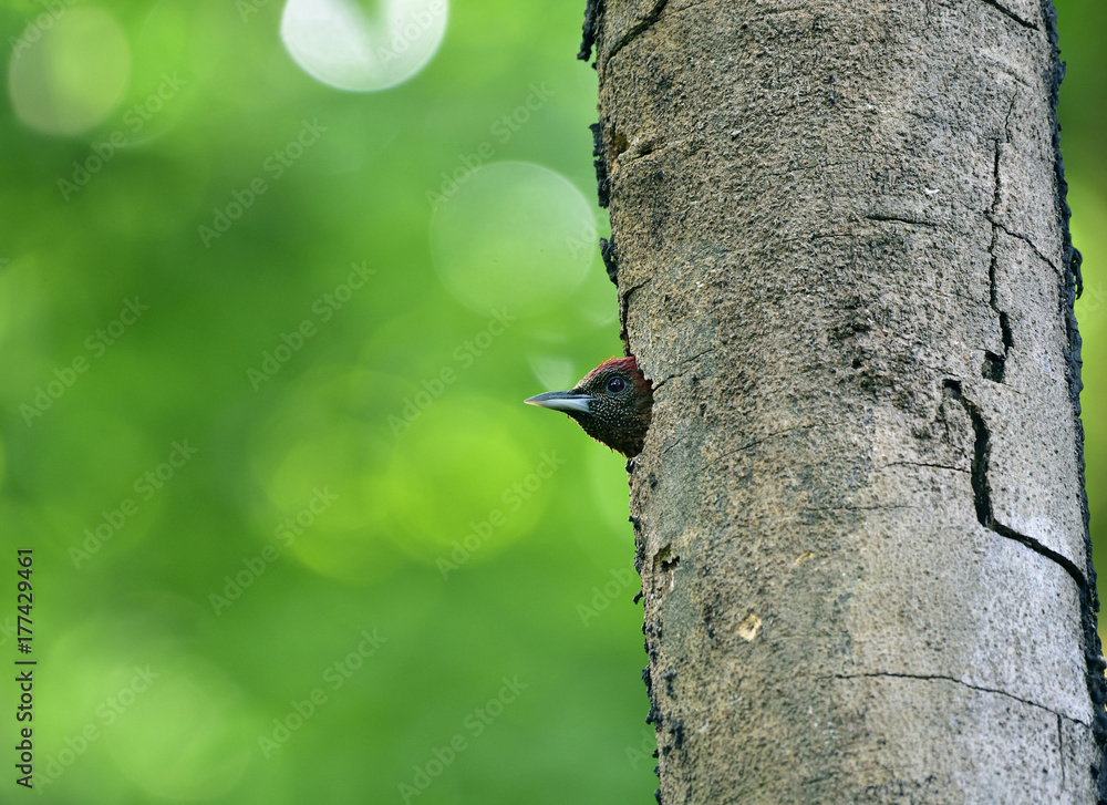 Beautiful red bird sitting in nest holw on rubber tree while waiting for her pair, Banded woodpecker