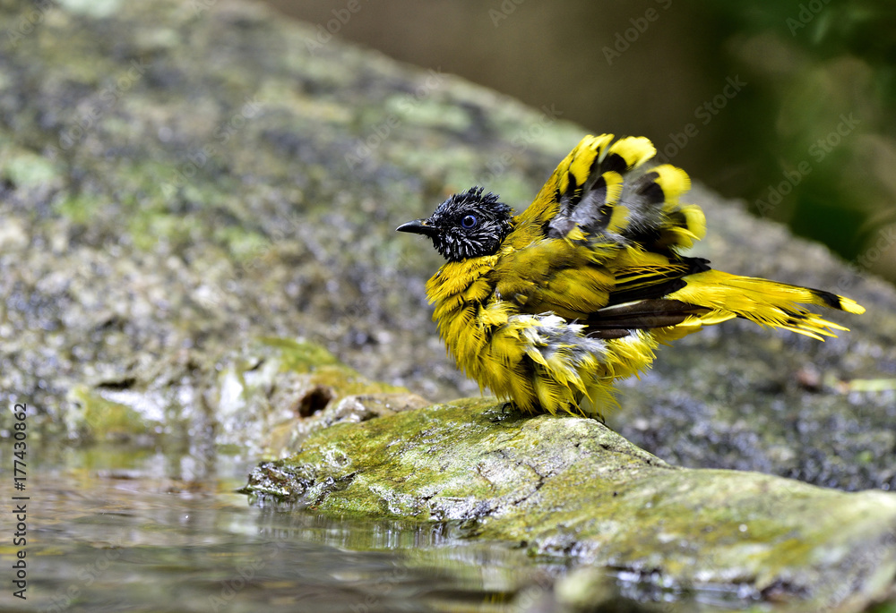 白头翁（Pycnonotus atriceps）可爱的黄色和金色的鸟在鸣叫时清理羽毛