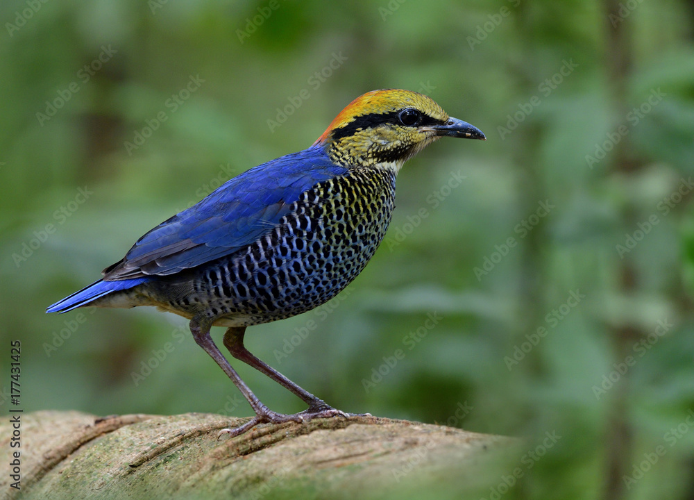 Blue Pitta（Hydrornis cyaneus）美丽的蓝色鸟，腹部有条纹，红色的头站在大lo上