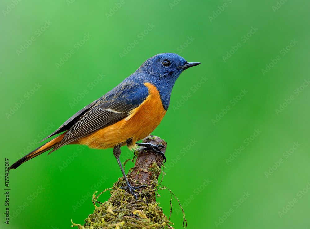 蓝额红雀（Phoenicurus frontalis）栖息在苔藓上，腹部为橙色的彩色蓝鸟