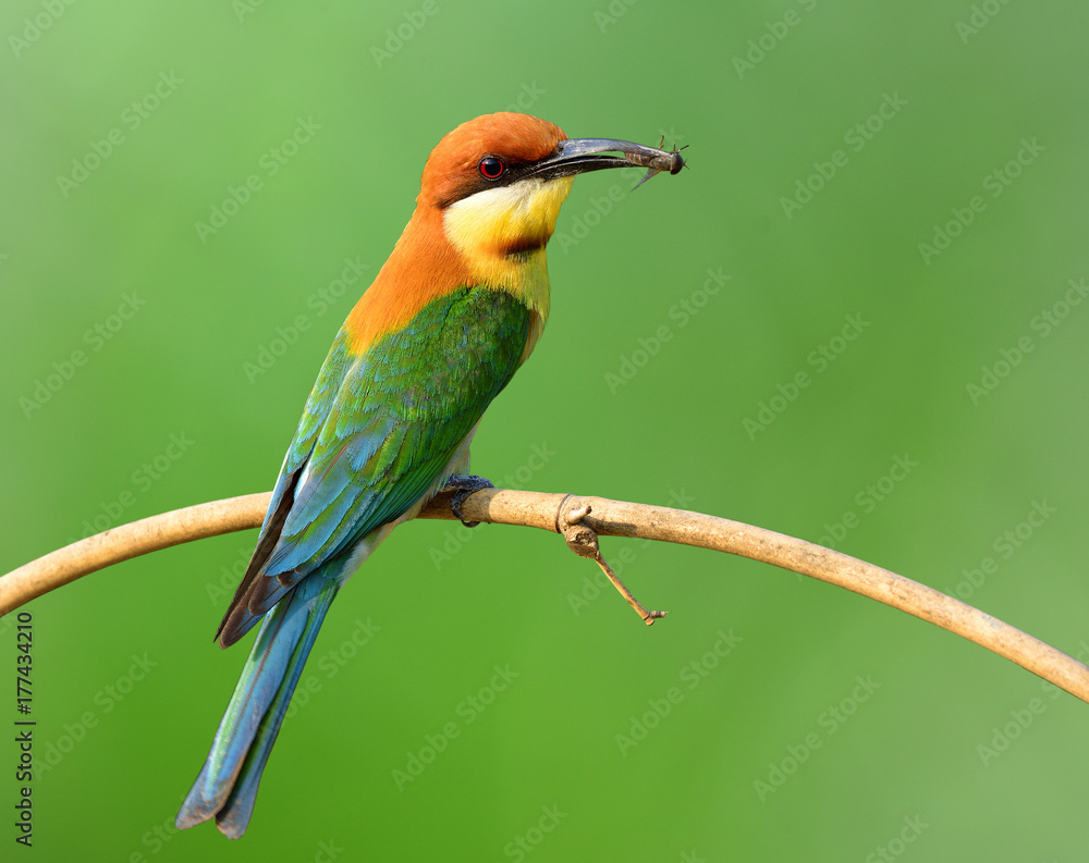 Chestnut-headed bee-eater (Merops leschenaulti) a brightly colorful bird perching on the branch over