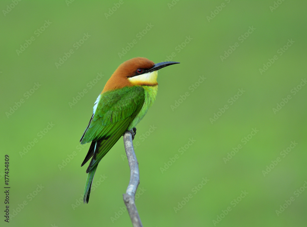 Chestnut-headed bee-eater (Merops leschenaulti) brightly green and orange color bird lonely perching