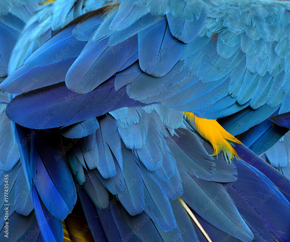 Close up blue texture of blue and gold macaw parrots tail feathers, amazing background