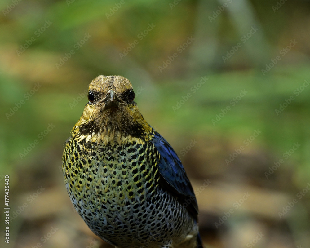 Blue Pitta（Hydrornis cyaneus）美丽的蓝色鸟的特写脸，长着棕色到橙色的羽毛